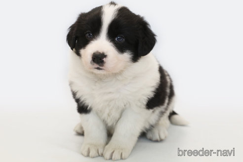 成約済の神奈川県のボーダーコリー-359951の1枚目